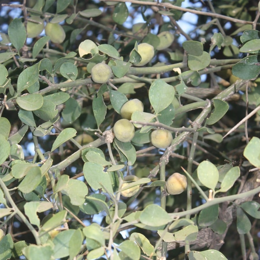 بذور الهجليج Balanites aegyptiaca من متجر بذر
