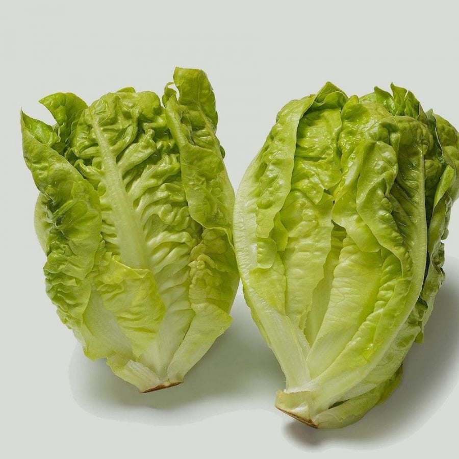 بذور الخس