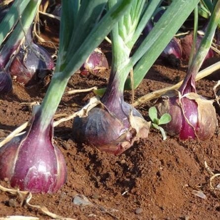 بذور البصل الاحمر