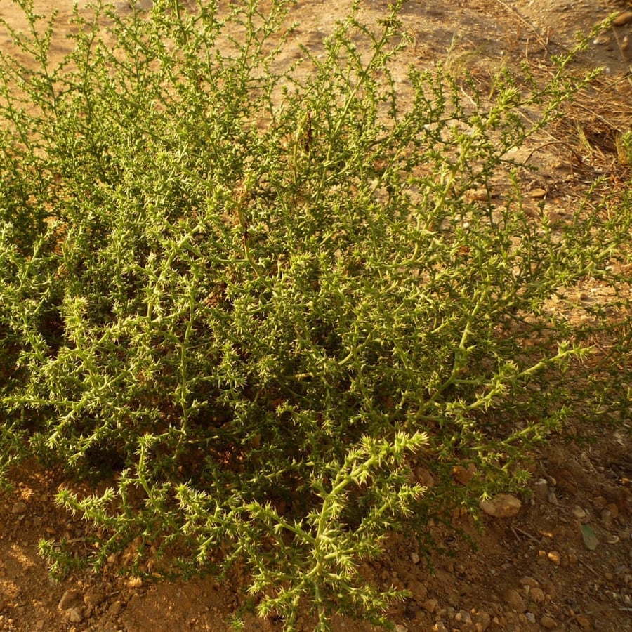 بذور الثرمد Salsola imbricata من متجر بذر