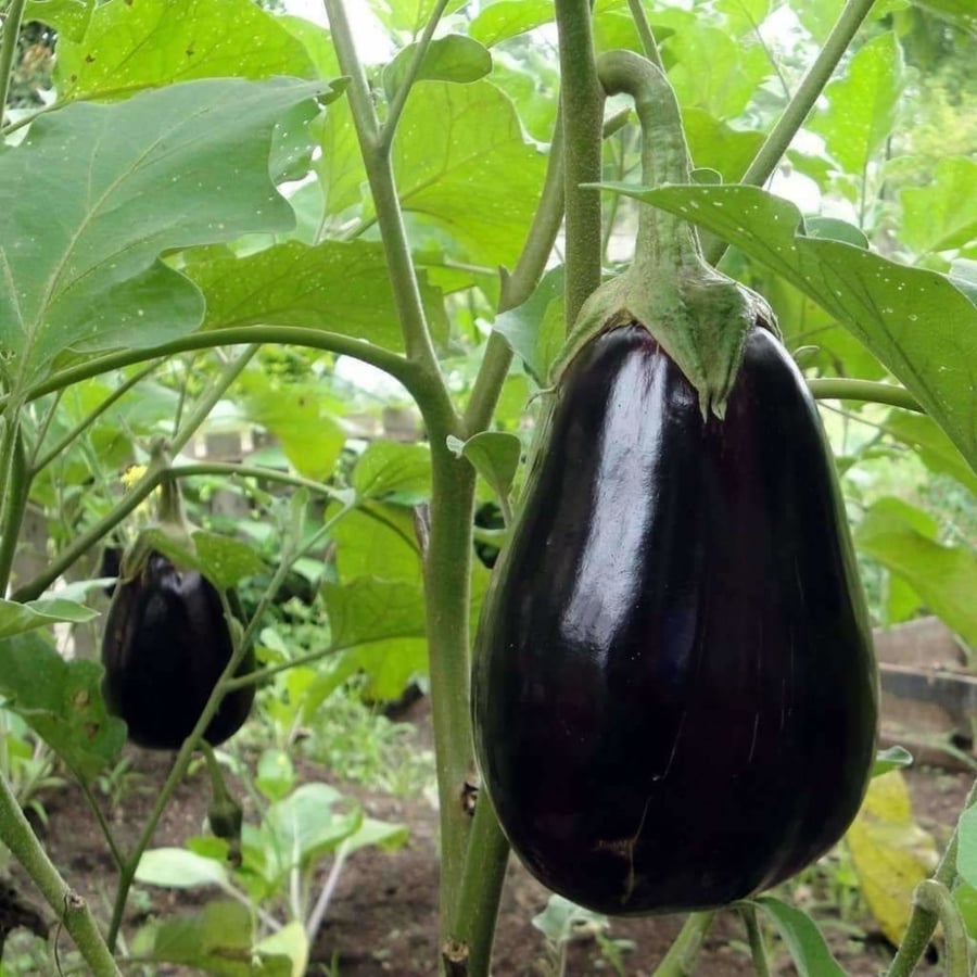 بذور الباذنجان