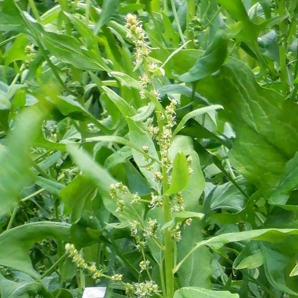 بذور السبانخ