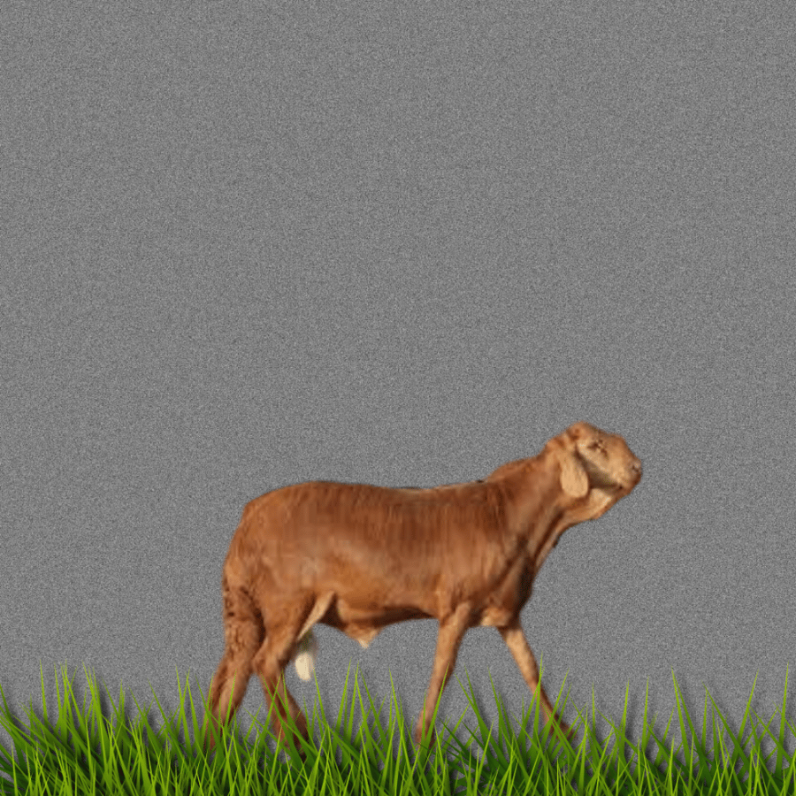 سواكني