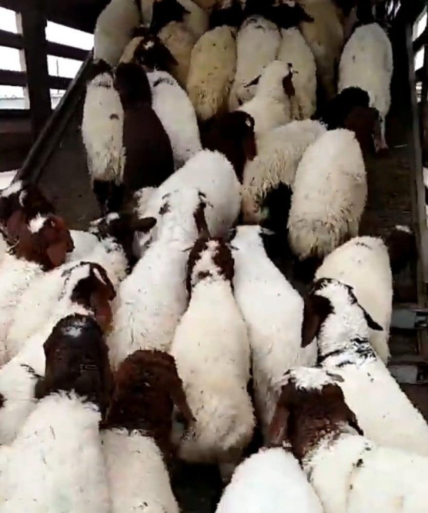 خروف نعيمي هرفي حي للمناسبات