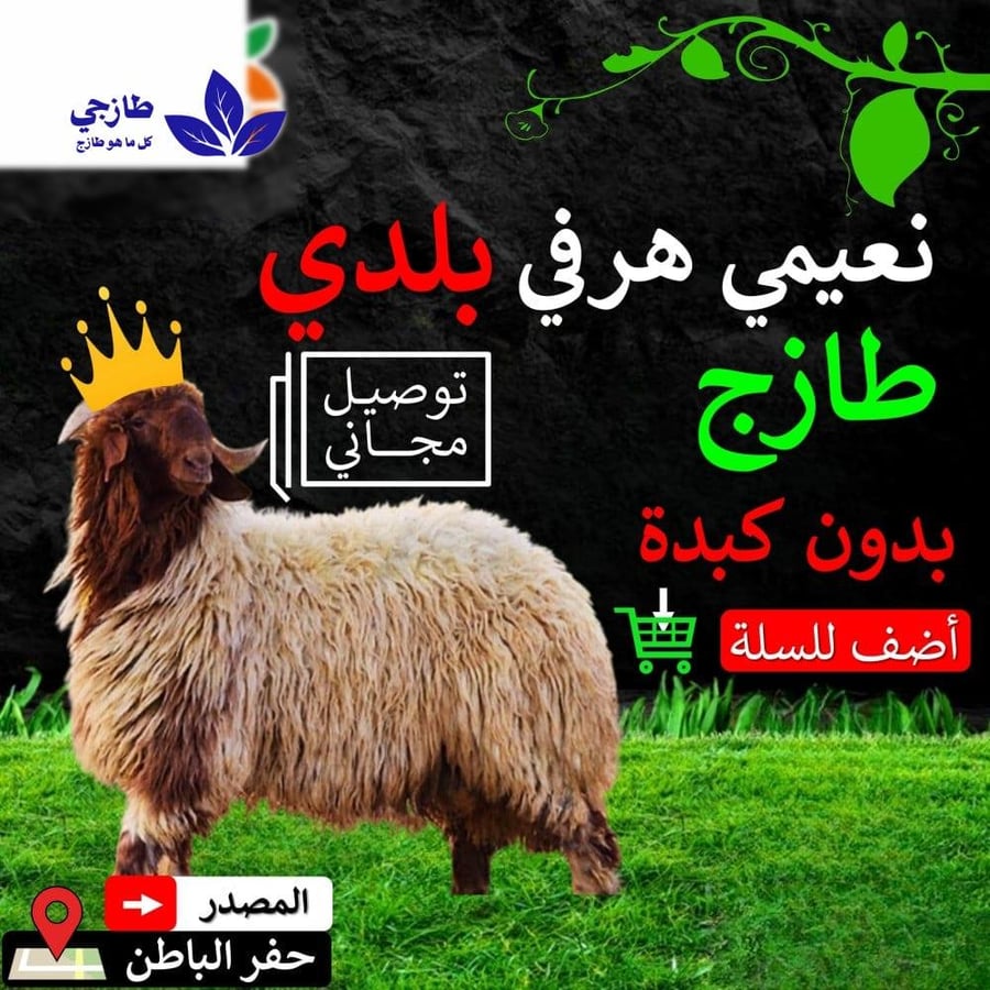 خروف نعيمي هرفي 14 17 كغ
