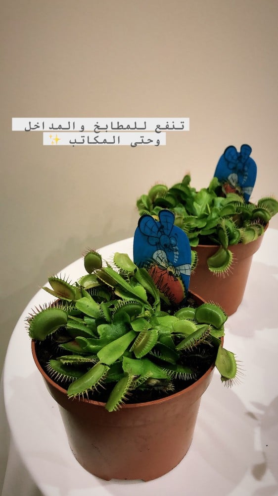 نبات مصيدة فينوس