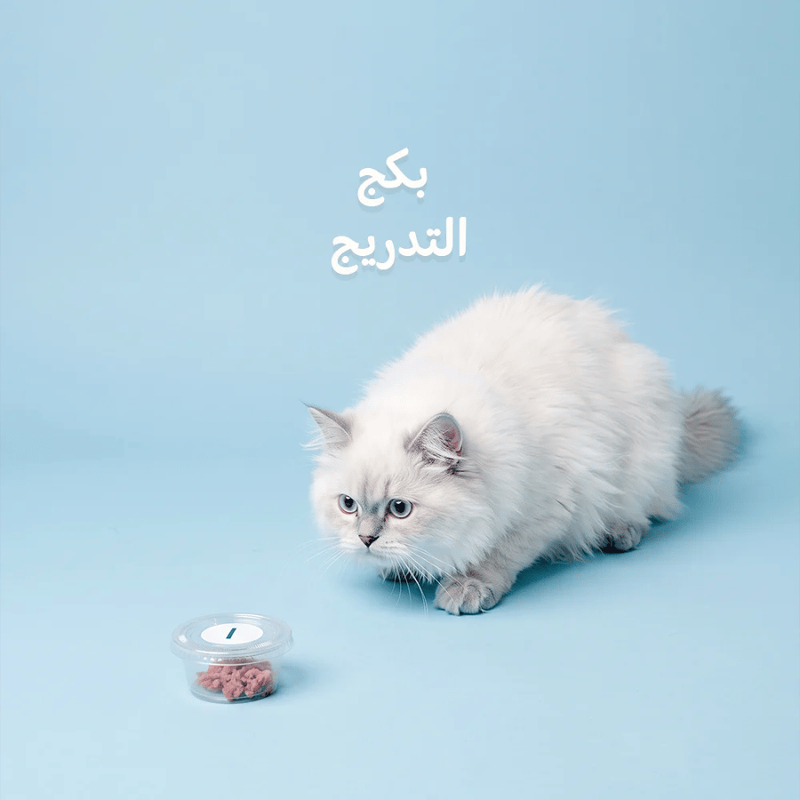 بكج التدريج | 49 منتج