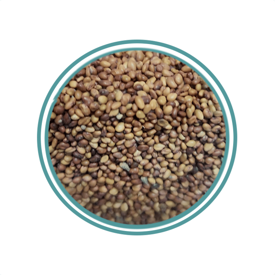 بذور البرسيم 250جرام