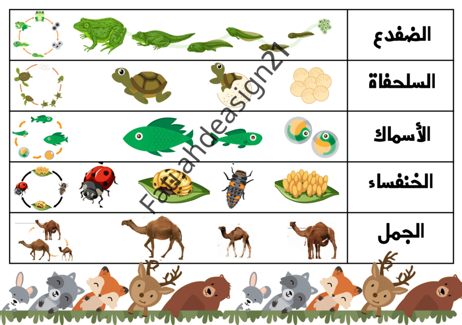 مطوية علوم الصف الثالث دورات حياة  الحيوانات