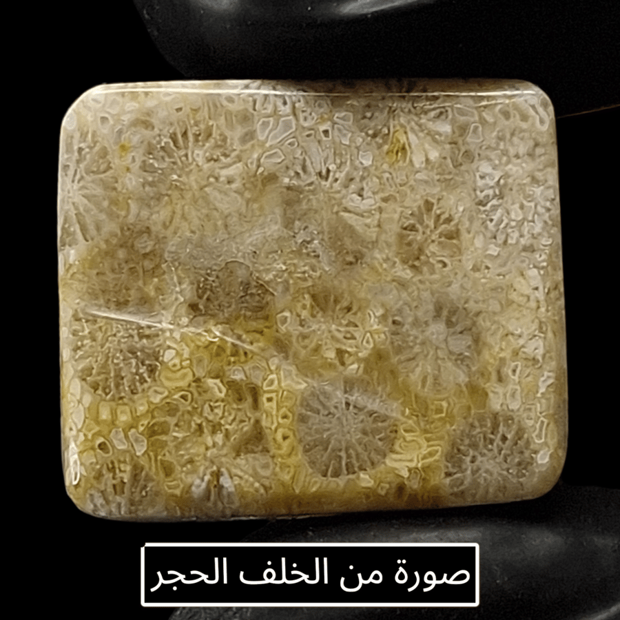 حجر فوسيل احفوري طبيعي