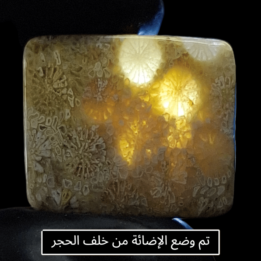 حجر فوسيل احفوري طبيعي