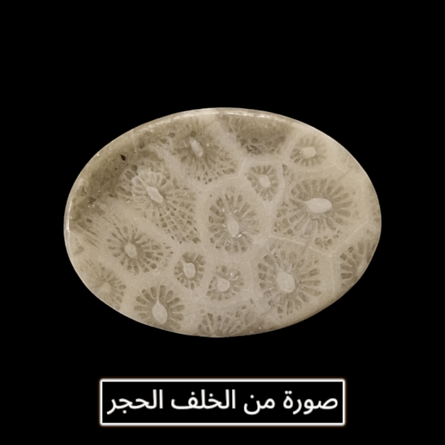 حجر فوسيل احفوري طبيعي