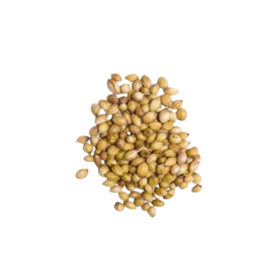 كزبرة