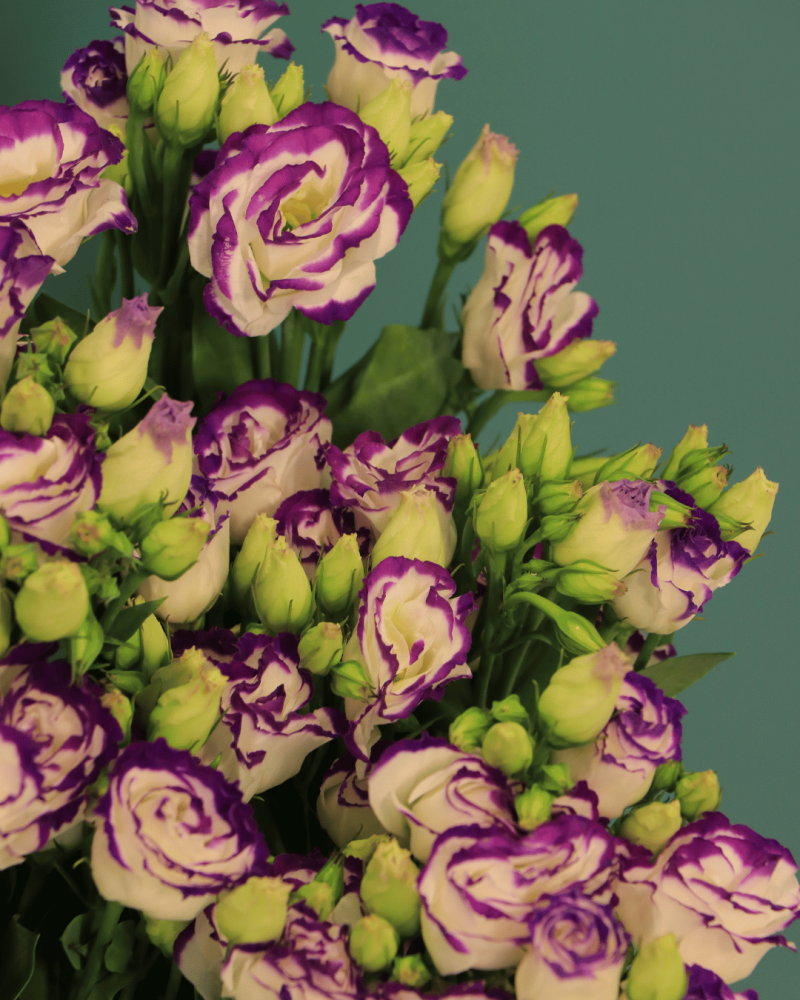استوما دبل كلر موف EUSTOMA DOUBLE COLOUR PURPLE بنش