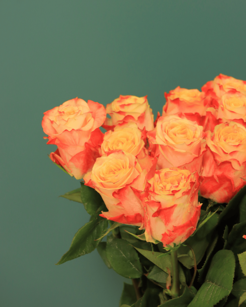 جوري دبل كلر Rose Chapeau بنش 10 حبات