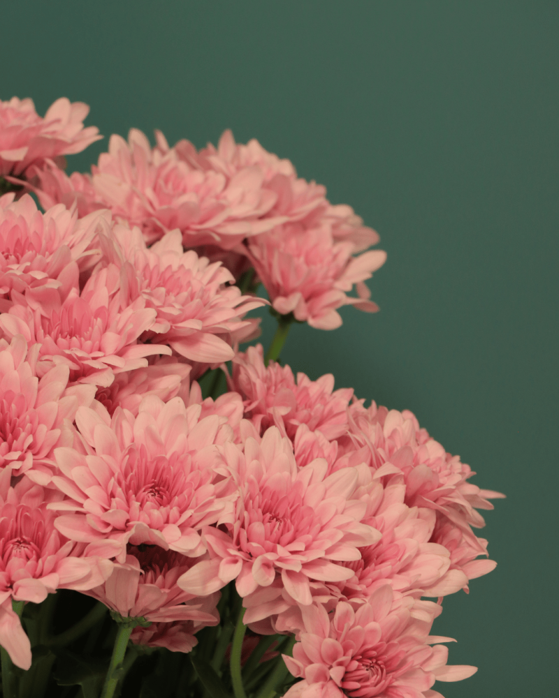 كريز بنك فاتح Chrysanthemum  Baltica Pink بنش 10 اغصان