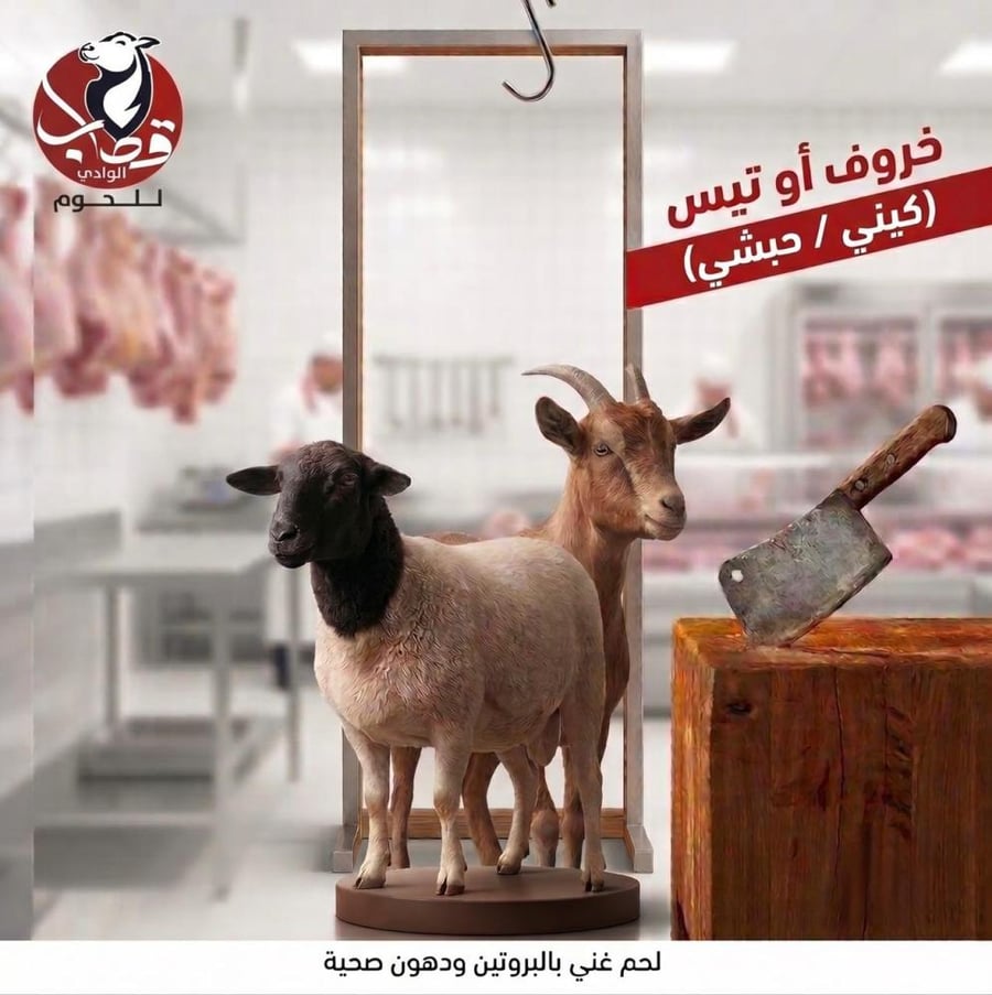 خروف أو تيس مبرد