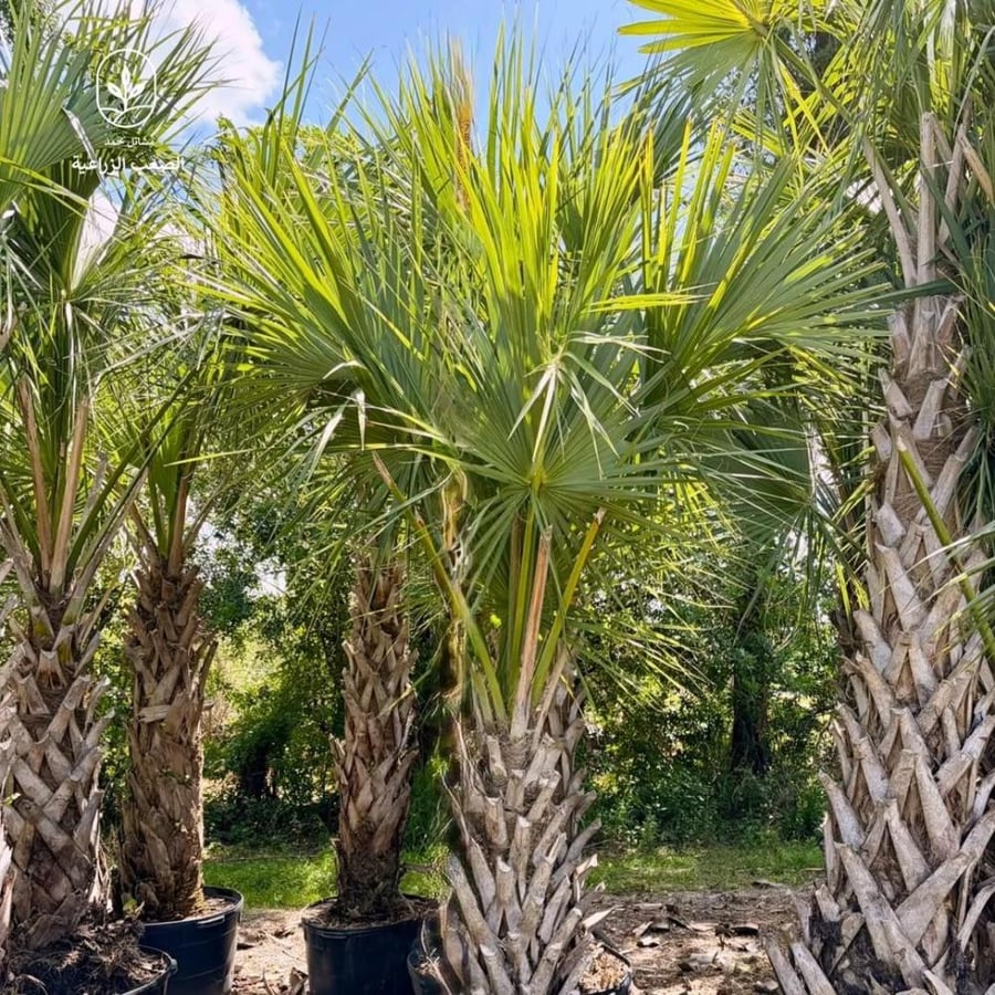 سابال (ذيل الطاووس)-Palmetto Seeds