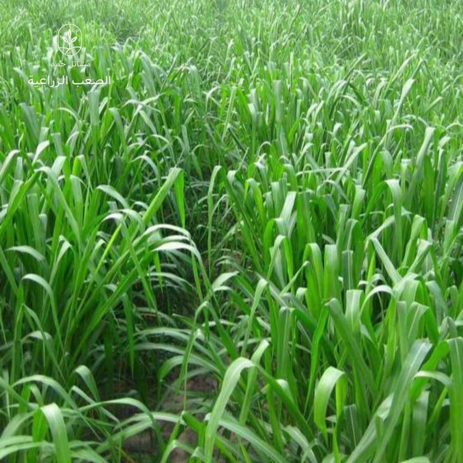 بذور بونيكام أسباني هجين- Hybrid Spanish Panicum Seeds