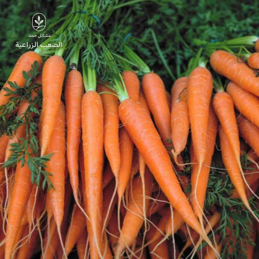 بذور الجزر- Daucus carota