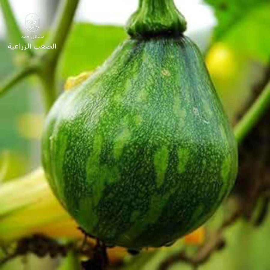 بذور كوسه هدد-Hybrid Hadeed Zucchini Seeds