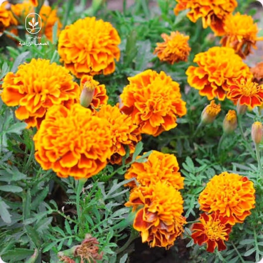 قطيفة-Marigold Seeds (Tagetes)