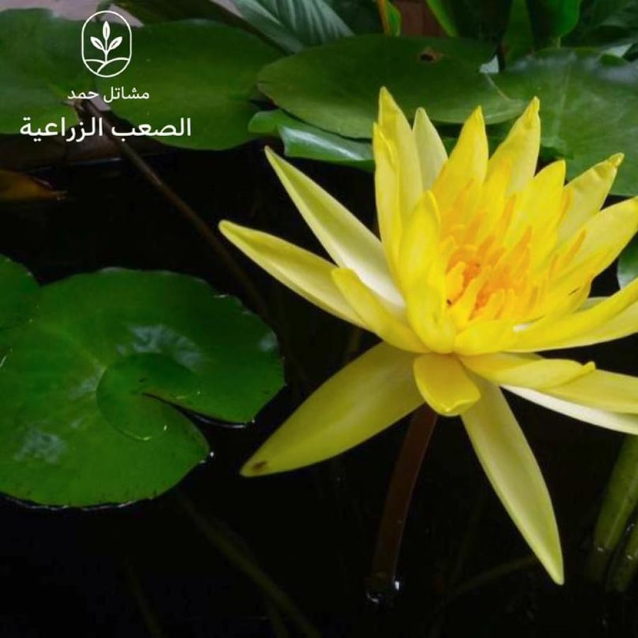 بذور اللوتس الذهبي -  Nelumbo nucifera