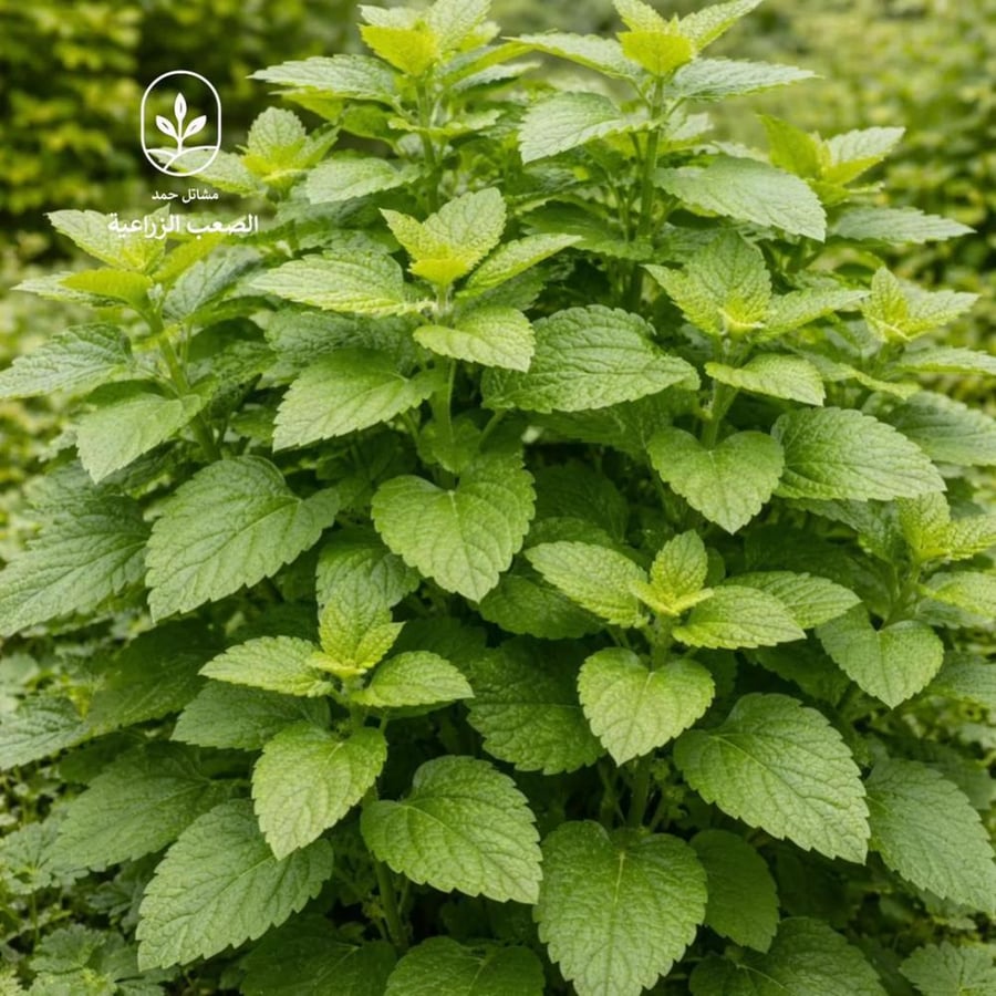 بذور المليسا  - MELISSA OFFICINALIS