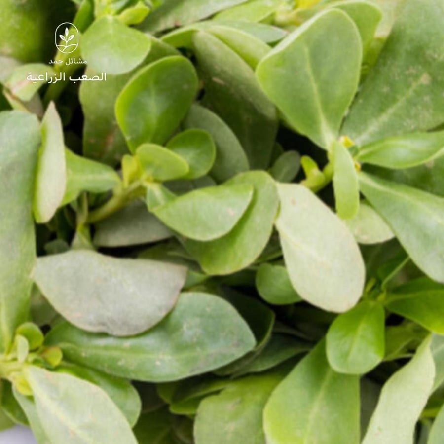 بذور الرجلة- Portulaca oleracea