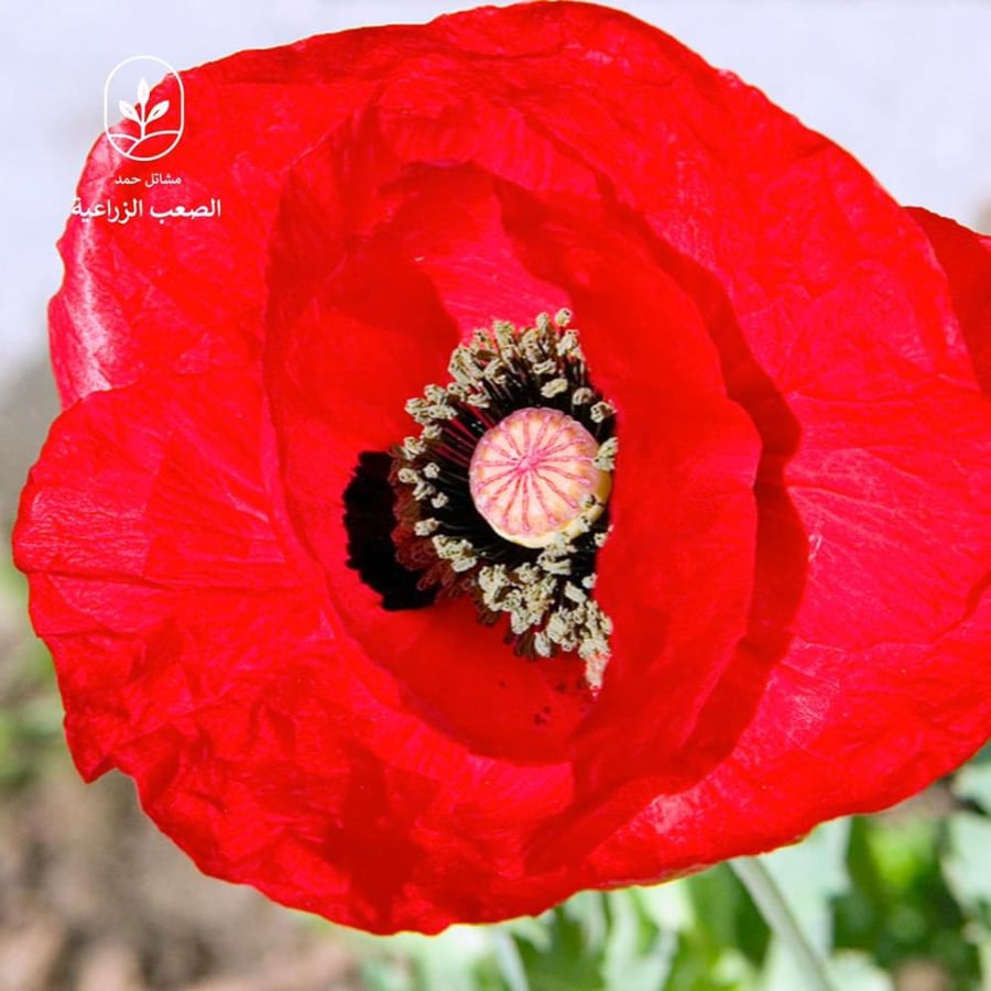 بذور الديدحان الأحمر . شقائق النعمان  Papaver glaucum
