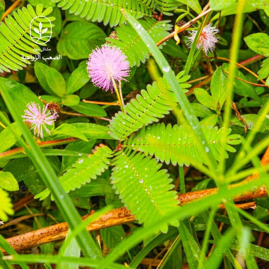 بذور النبتة الخجولة - Mimosa Pudica