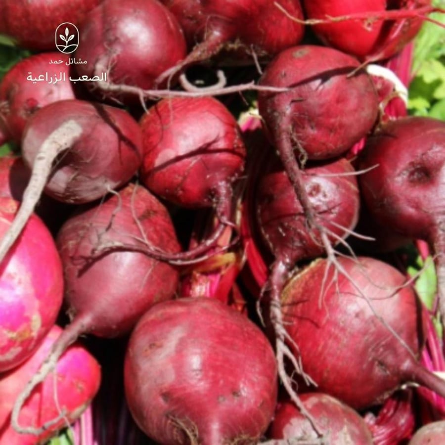 بذور الشمندر- Beta vulgaris