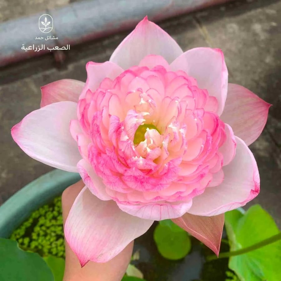 بذور اللوتس الوردي -Nelumbo nucifera