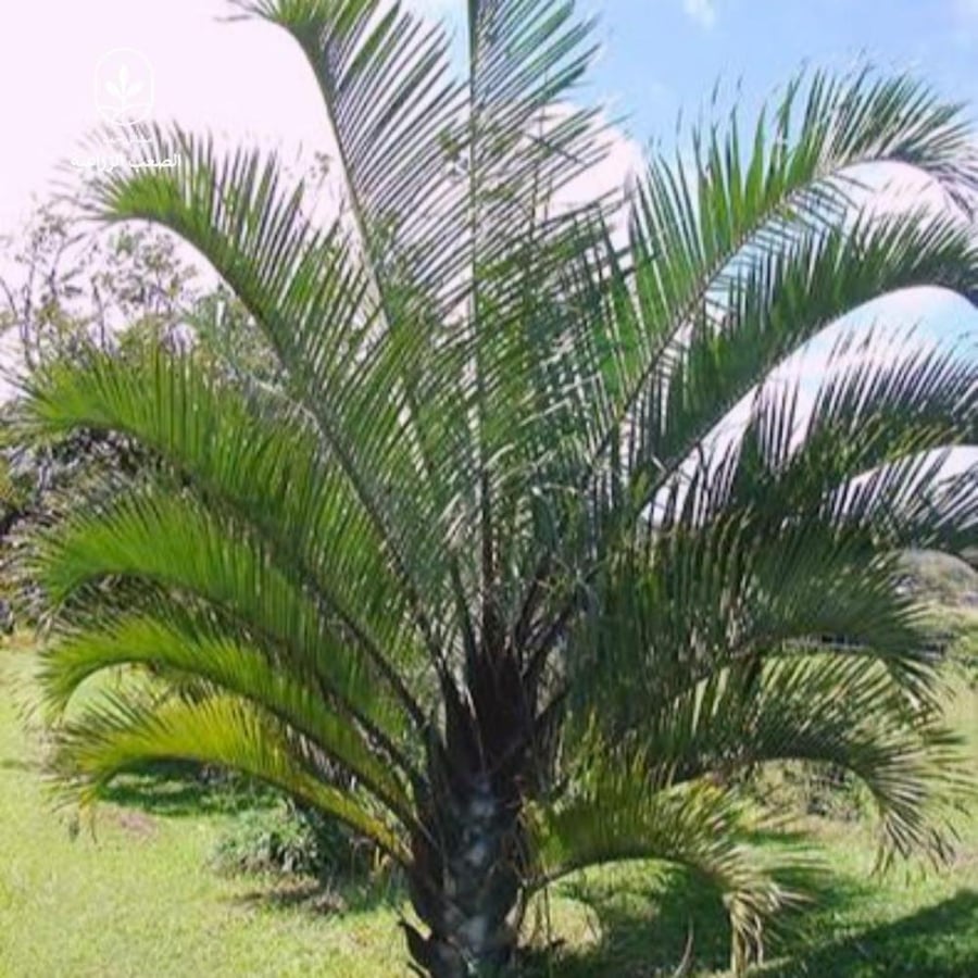 ديبسس مدغشقر-Triangle Palm