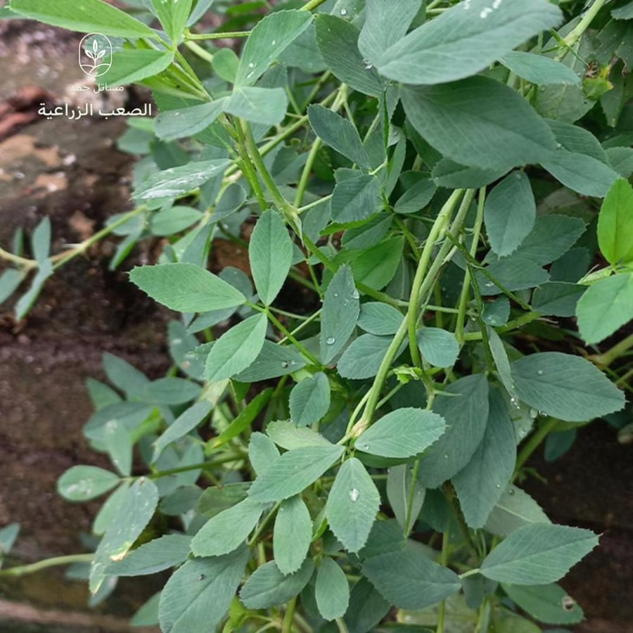 بذور البرسيم الحجازي-Alfalfa Seeds