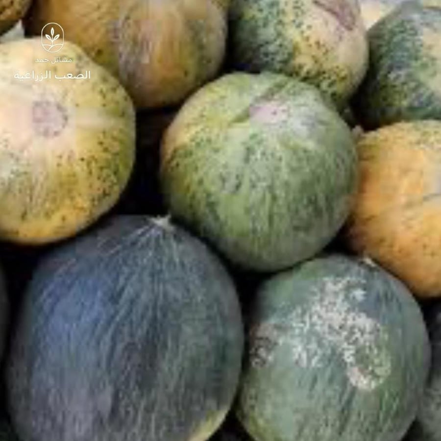 بذور كساب-Parsnip Seeds