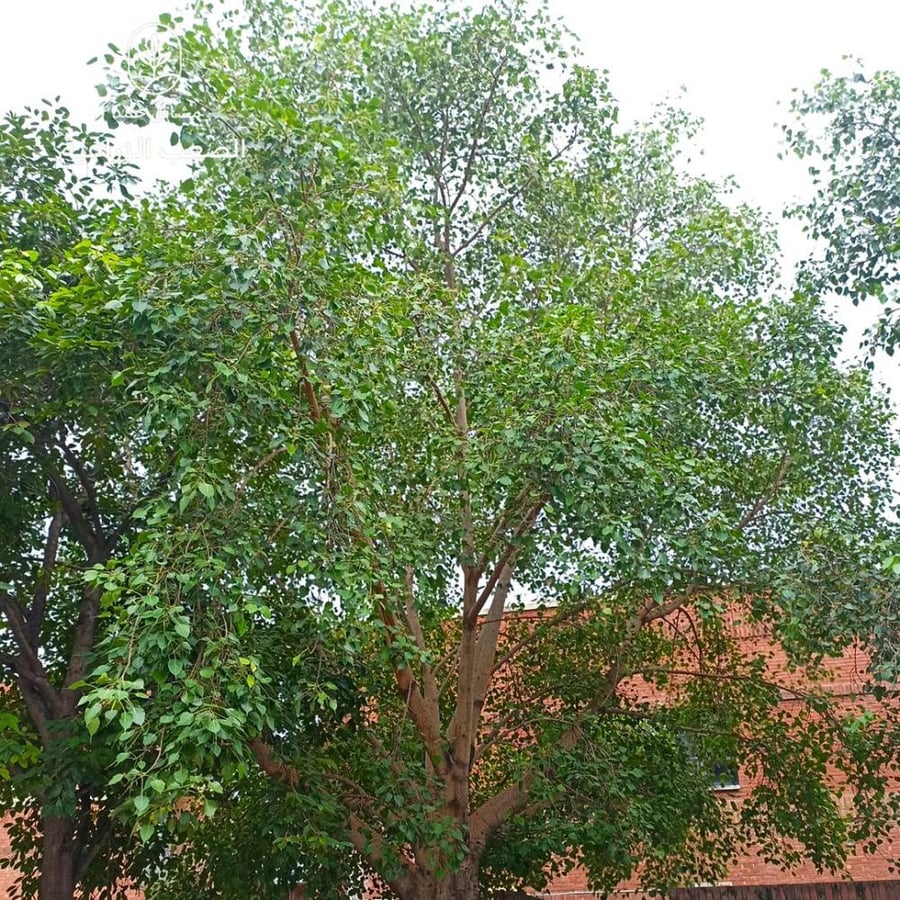 بذور  فيكس لسان العصفور-Ficus religiosa