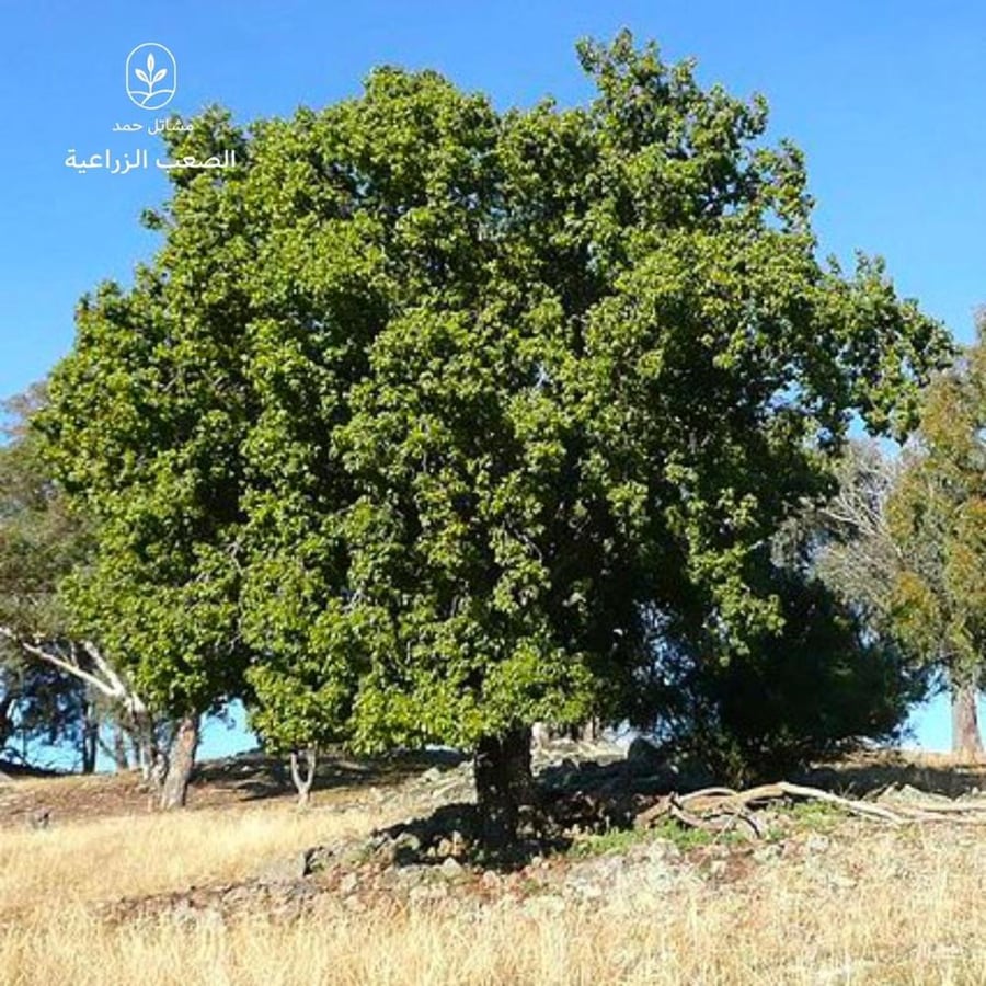 بذور استركوليا مخمسه- Brachychiton populneus