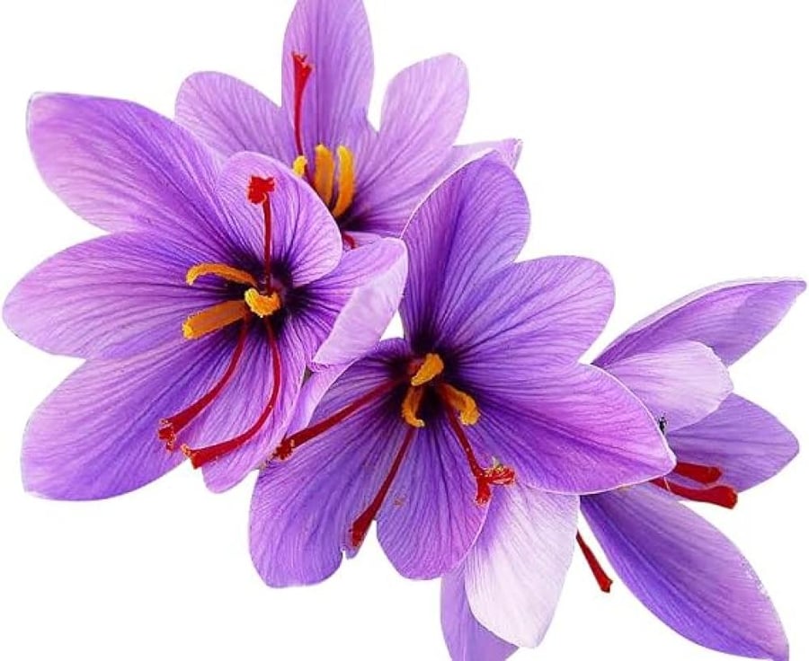 بصيلات الزعفران - Crocus sativus