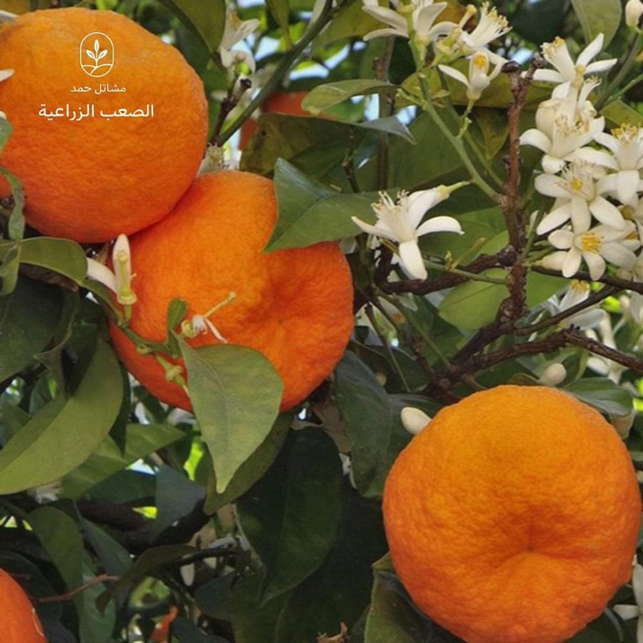 بذور النارنج- Citrus Aurantium