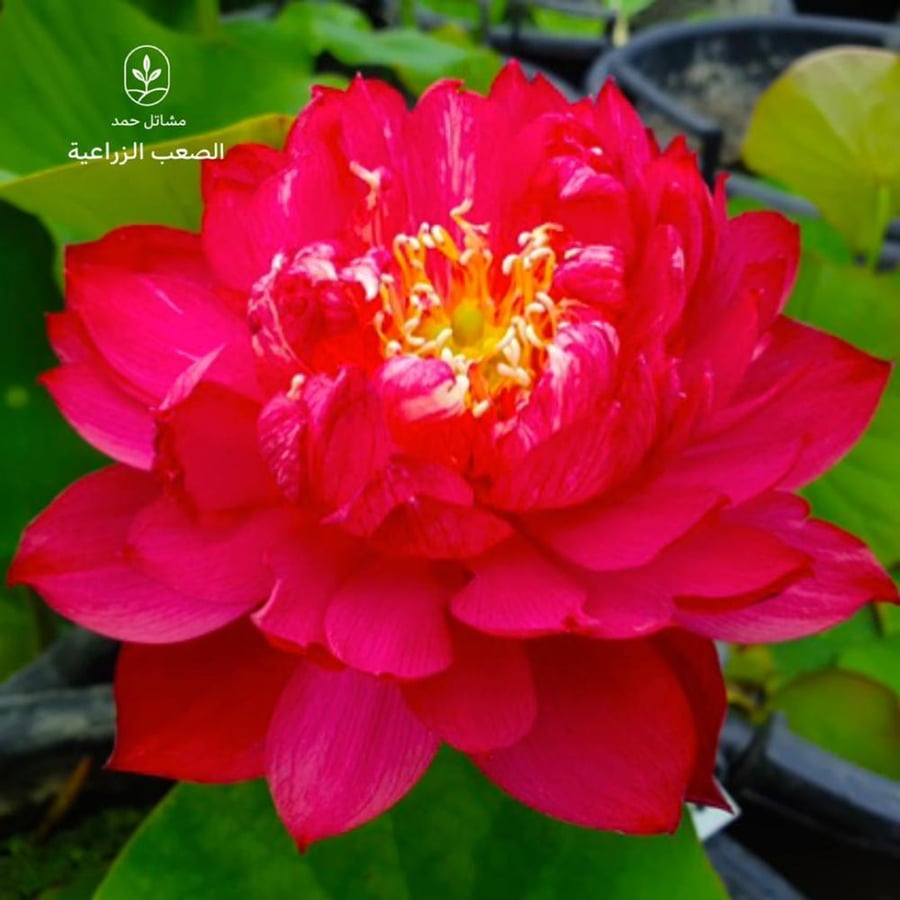 بذور اللوتس الاحمر-Nelumbo nucifera
