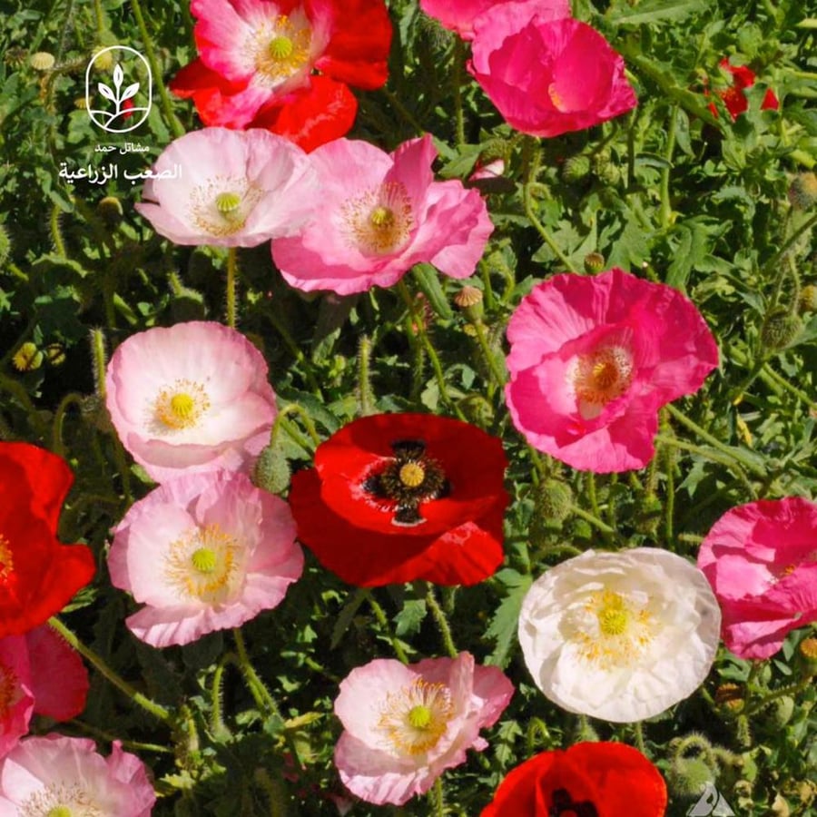 Colored Didehan seeds, Anemone flowers