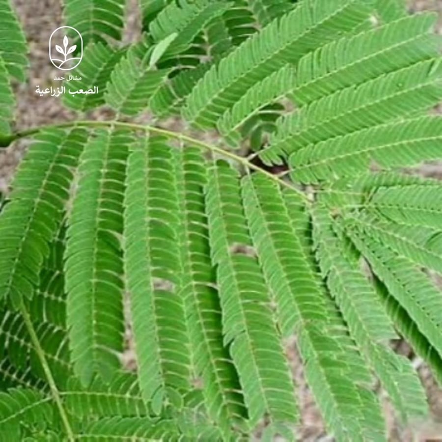 انيرلوبيم-Enterolobium cyclocarpum