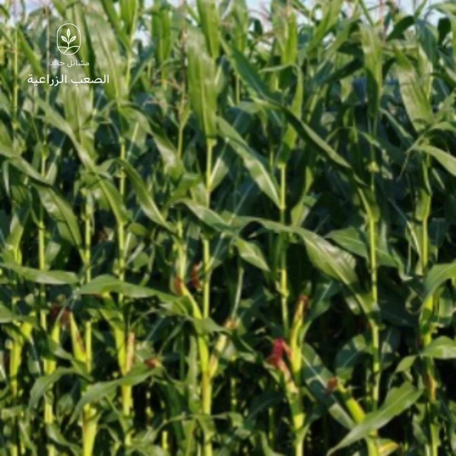 بذور الذرة الجيزانية- Jizani Sorghum Seeds
