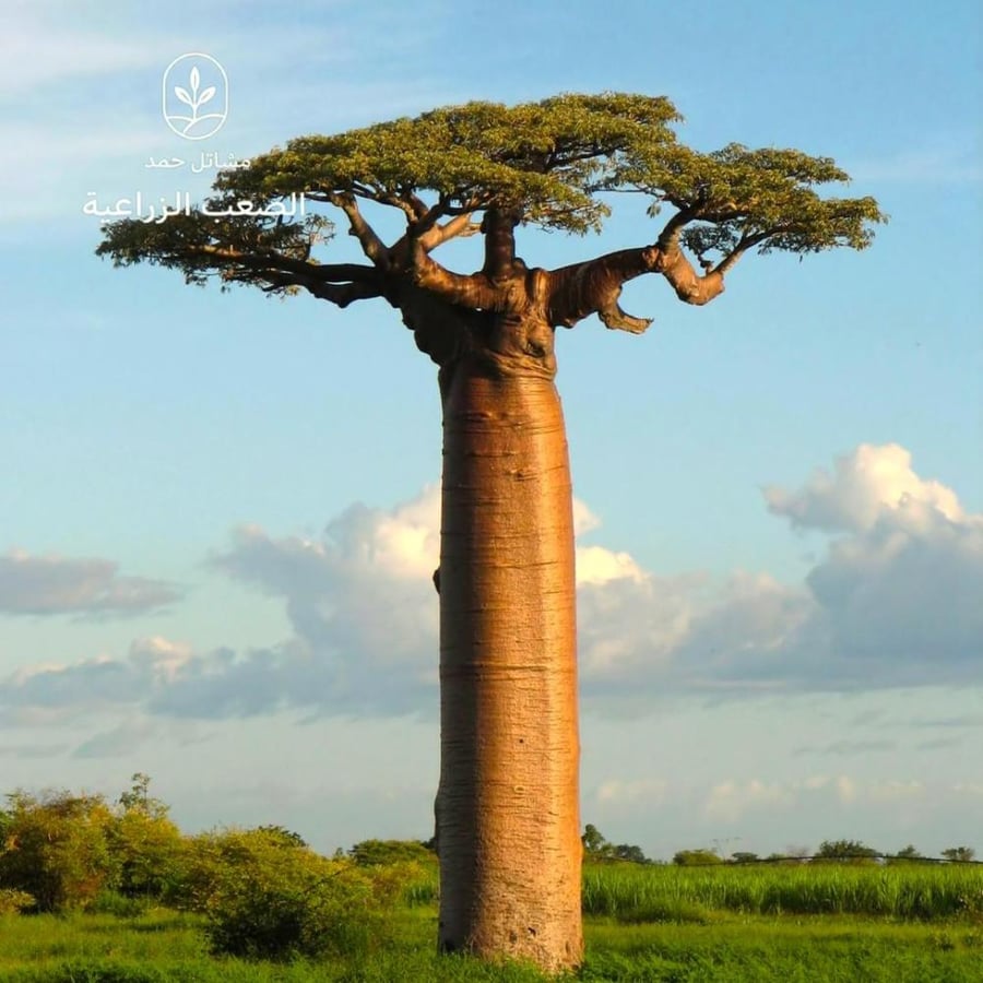 بذور التبلدي-Adansonia