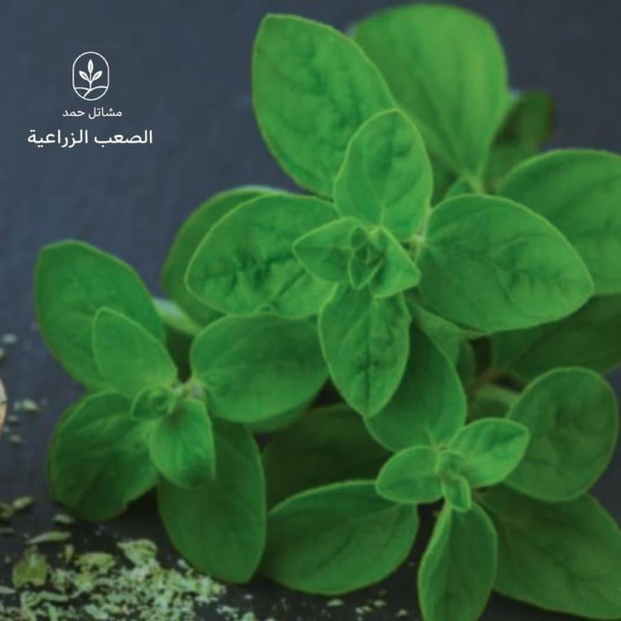 بردقوش