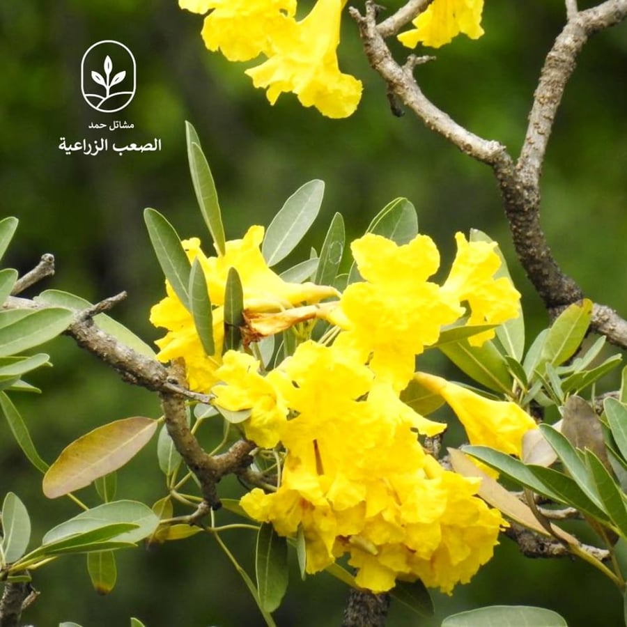 تابوبيا صفراء-Handroanthus chrysanthus