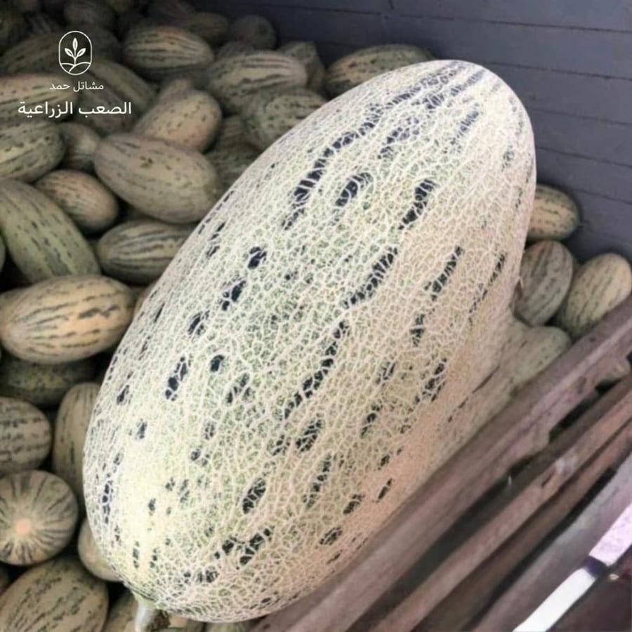 بذور شمام روسي-Russian Melon Seeds