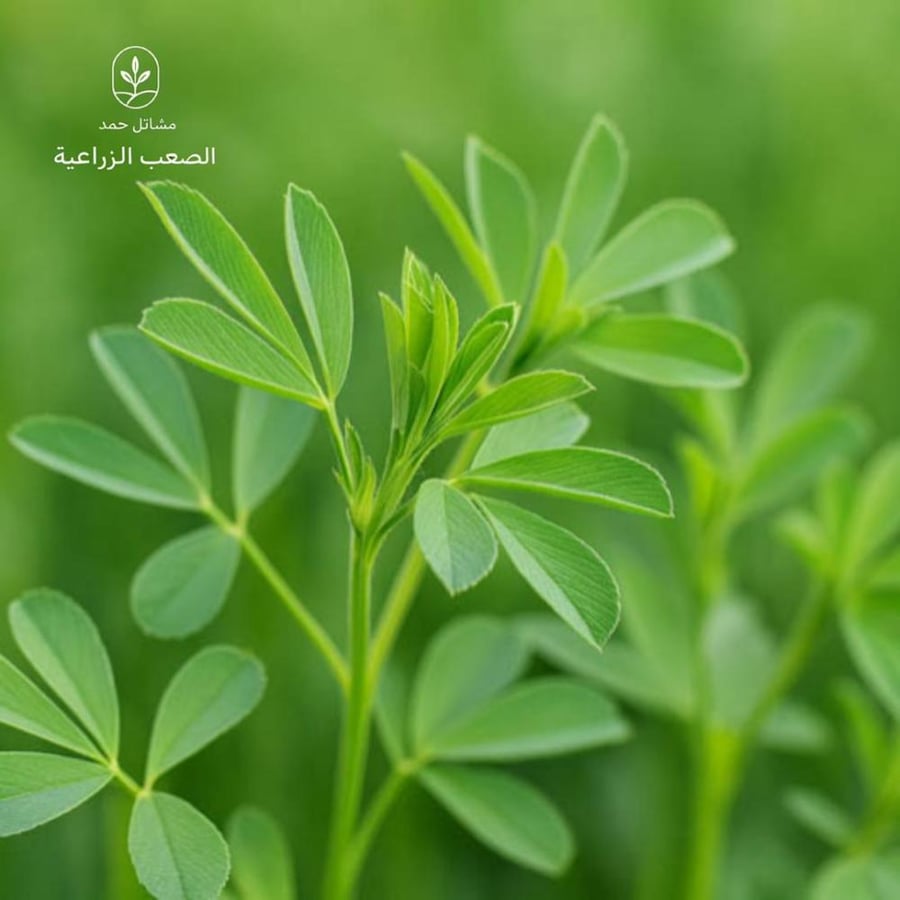 بذور البرسيم الأمريكي-American Alfalfa Seeds