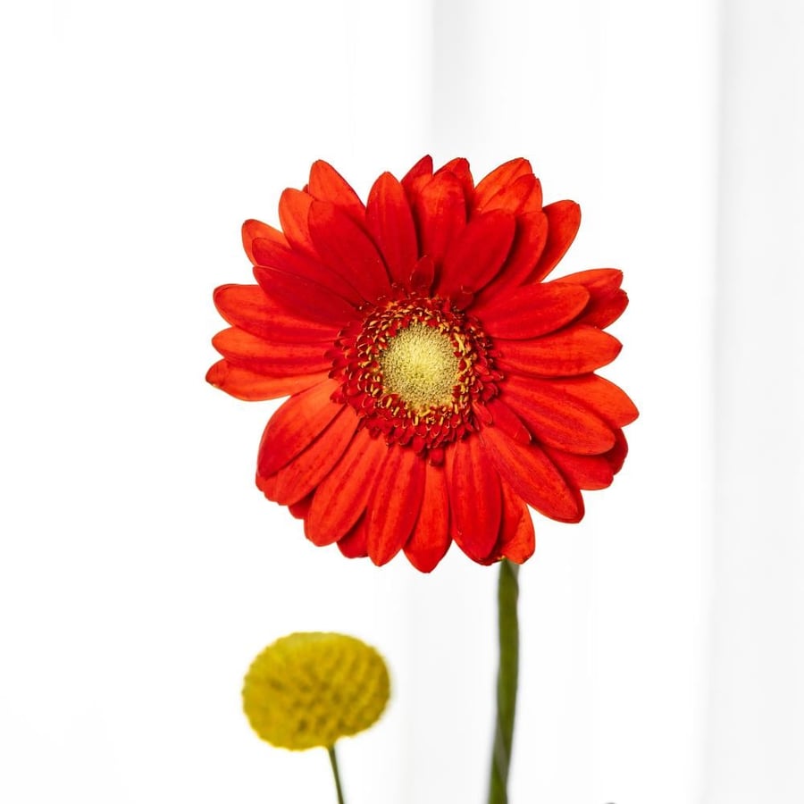 Love Flame Vase